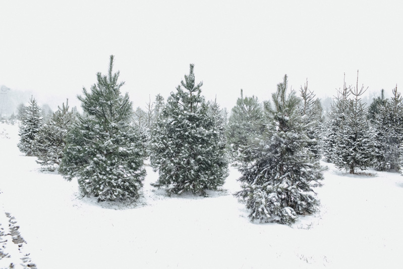 Derks Works - Christmas Tree Chopping Photography20131209-158