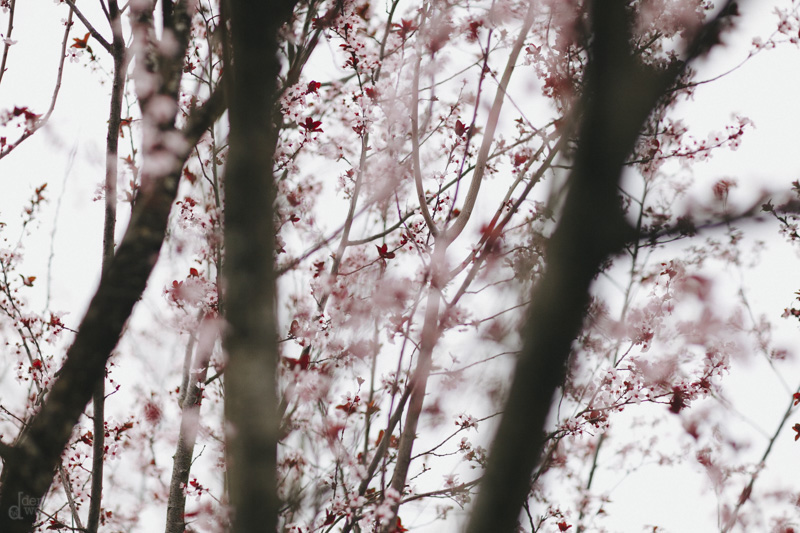 DerksWorksPhotography 20150318_045